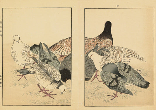 1891,Japanese Antique Original Woodcut Print, Imao Keinen, "Rock Dove"