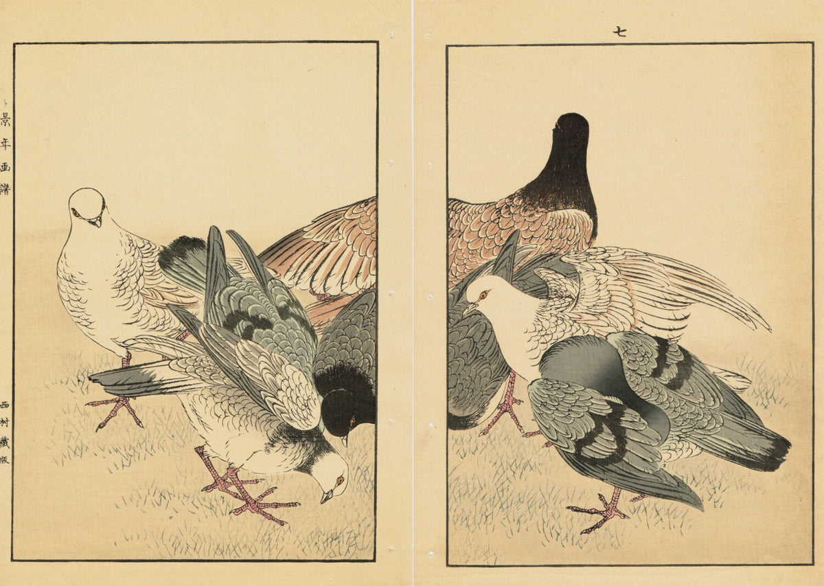 1891,Japanese Antique Original Woodcut Print, Imao Keinen, "Rock Dove"