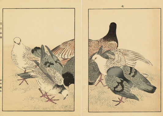 1891,Japanese Antique Original Woodcut Print, Imao Keinen, "Rock Dove"