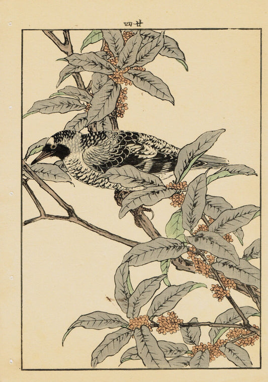 1892, Japanese Antique Original Woodblock Print, Imao Keinen, "fragrant orange-colored olive, Warbler"