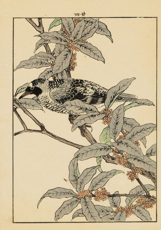 1892, Japanese Antique Original Woodblock Print, Imao Keinen, "fragrant orange-colored olive, Warbler"