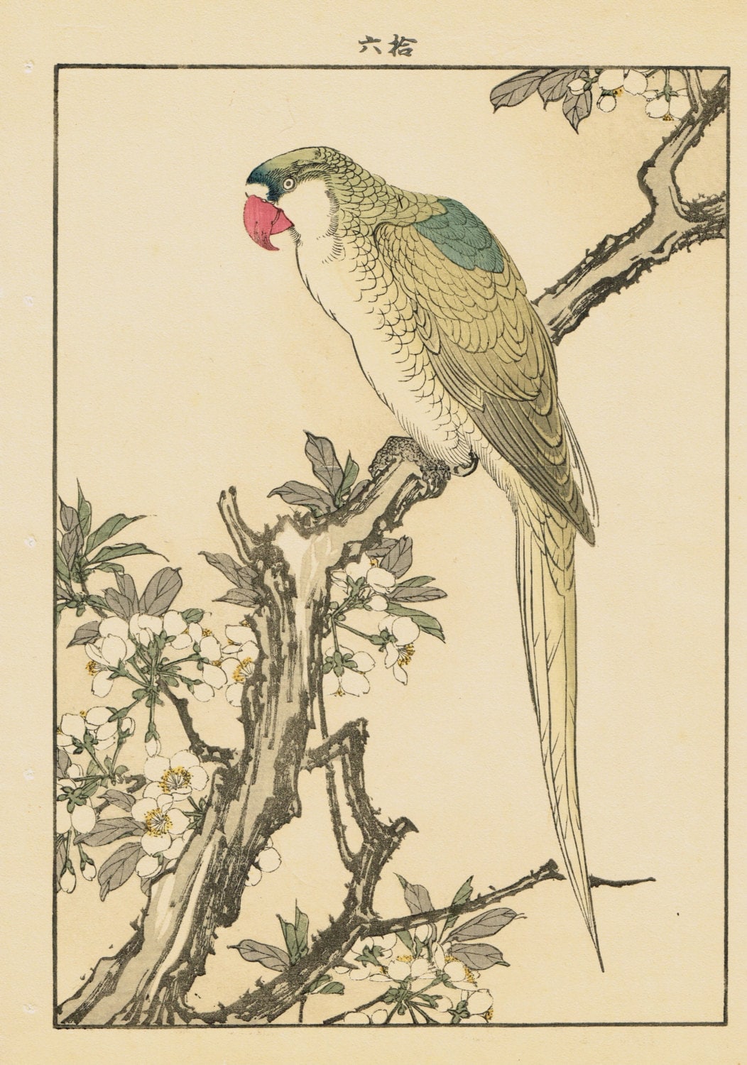 1892, Japanese Antique Original Woodblock Print, Imao Keinen, "Plum blossom, Red-breasted parakeet"