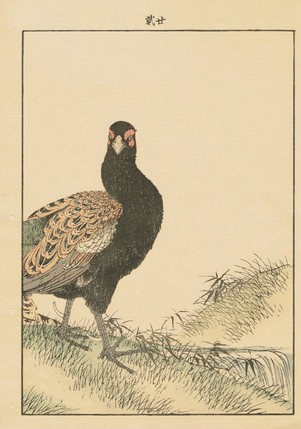 1891, Japanese Antique Original Woodcut Print, Imao Keinen, "Azalea, Osmund, Japanese Pheasant"
