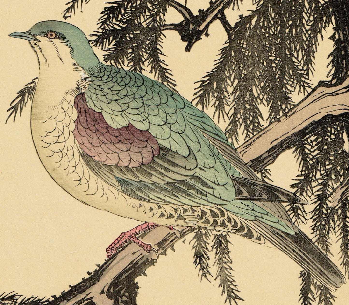 1892, Japanese Antique Original Woodblock Print, Imao Keinen, "Japanese cedar,Turtledove"