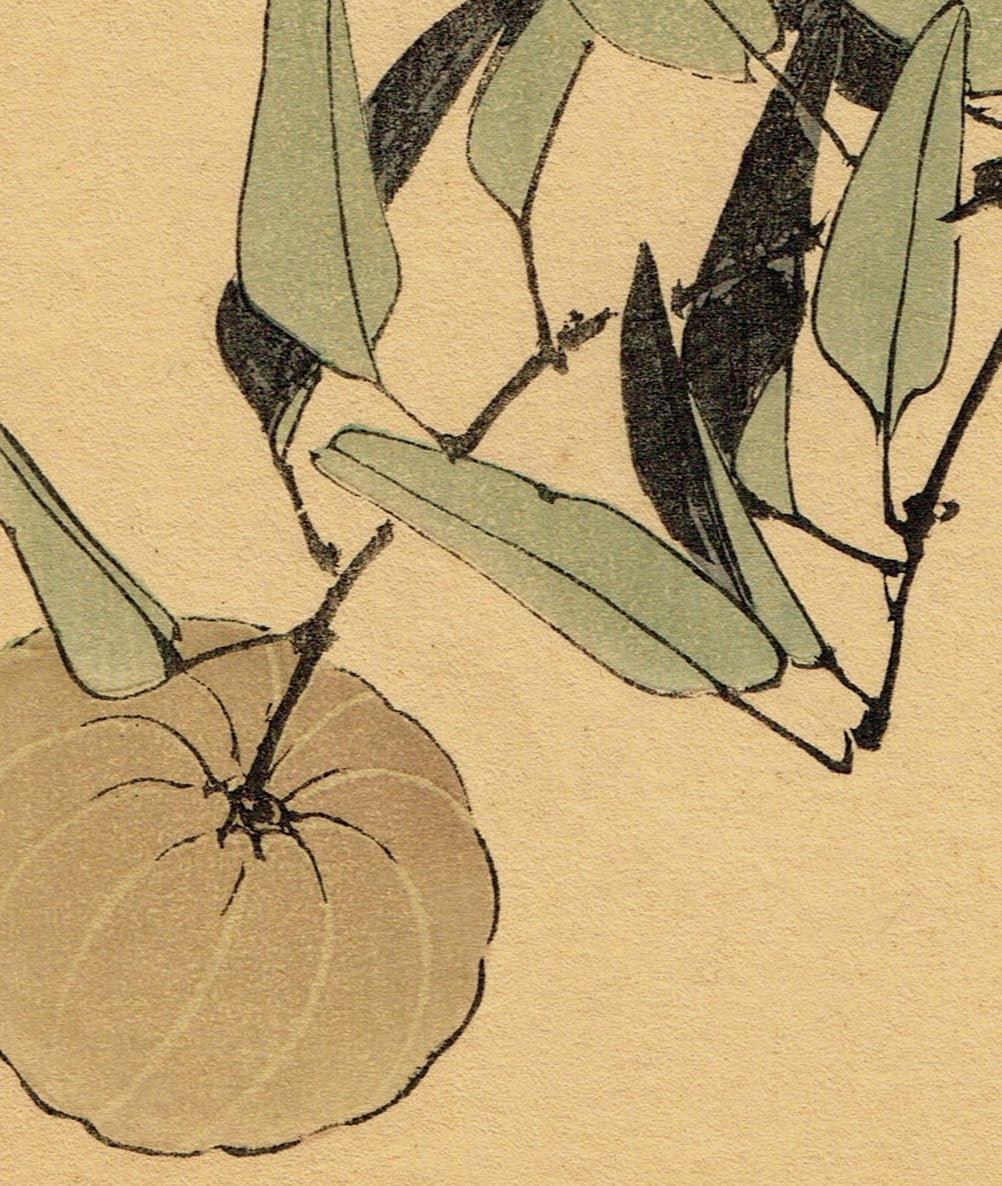 1892, Japanese Antique Original Woodblock Print, Imao Keinen, "Citrus leiocarpa, Zitting Cisticola"