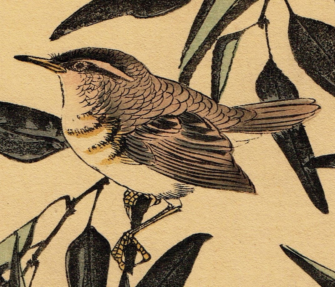 1892, Japanese Antique Original Woodblock Print, Imao Keinen, "Citrus leiocarpa, Zitting Cisticola"