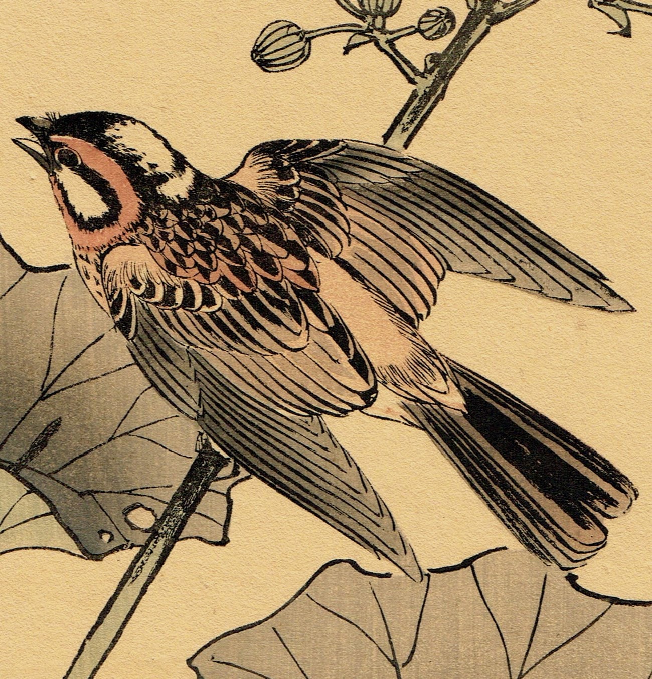 1892, Japanese Antique Original Woodblock Print, Imao Keinen, "Farfugium japonicum, Meadow Bunting"