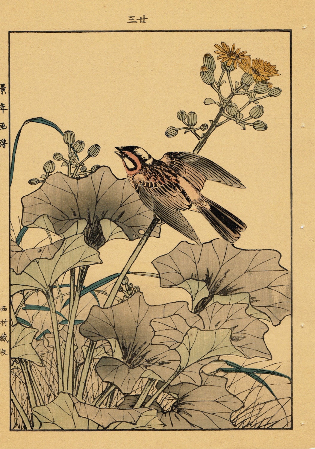 1892, Japanese Antique Original Woodblock Print, Imao Keinen, "Farfugium japonicum, Meadow Bunting"