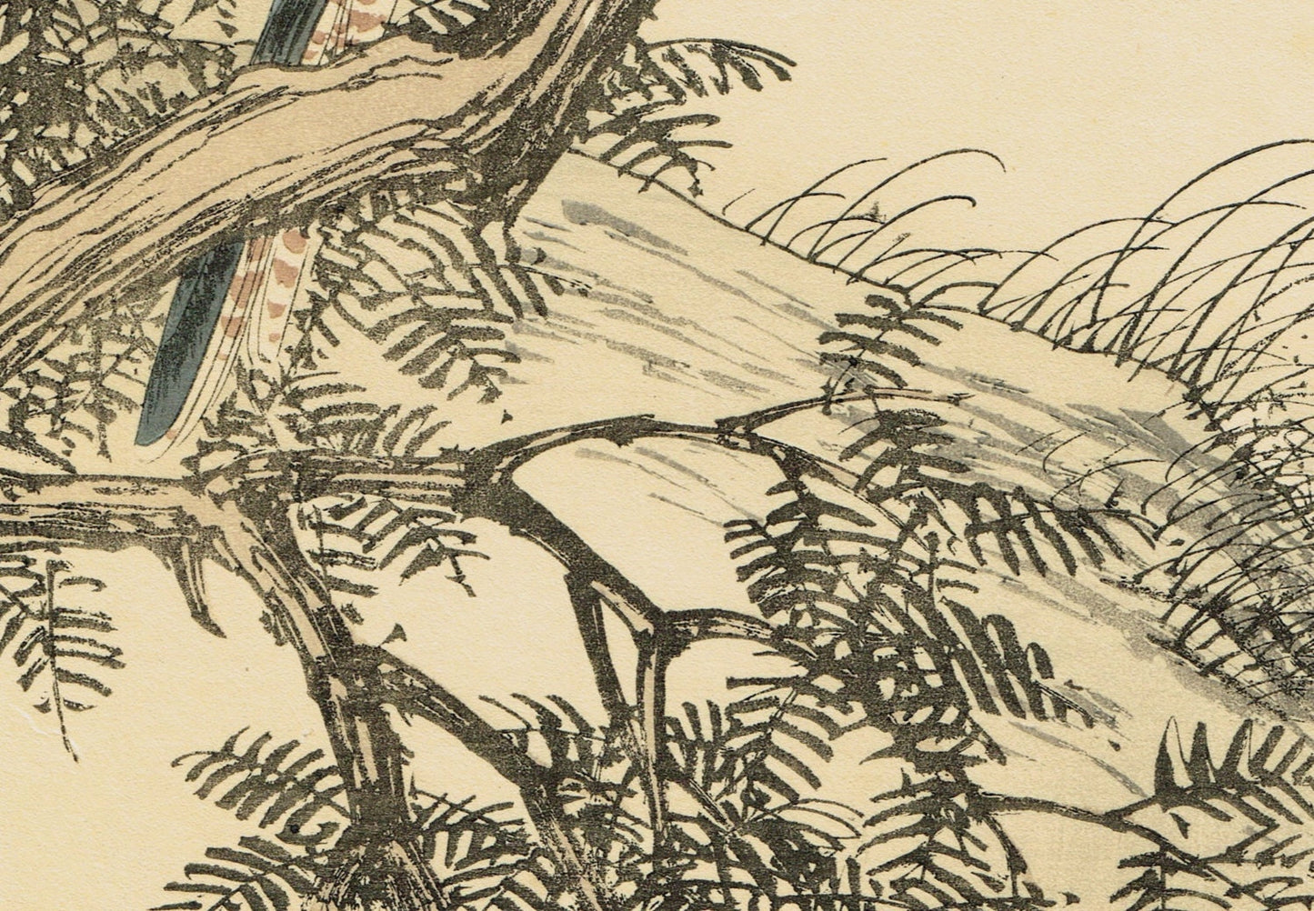 1892, apanese Antique Original Woodcut Print, Imao Keinen, "Fir, Common cuckoo"