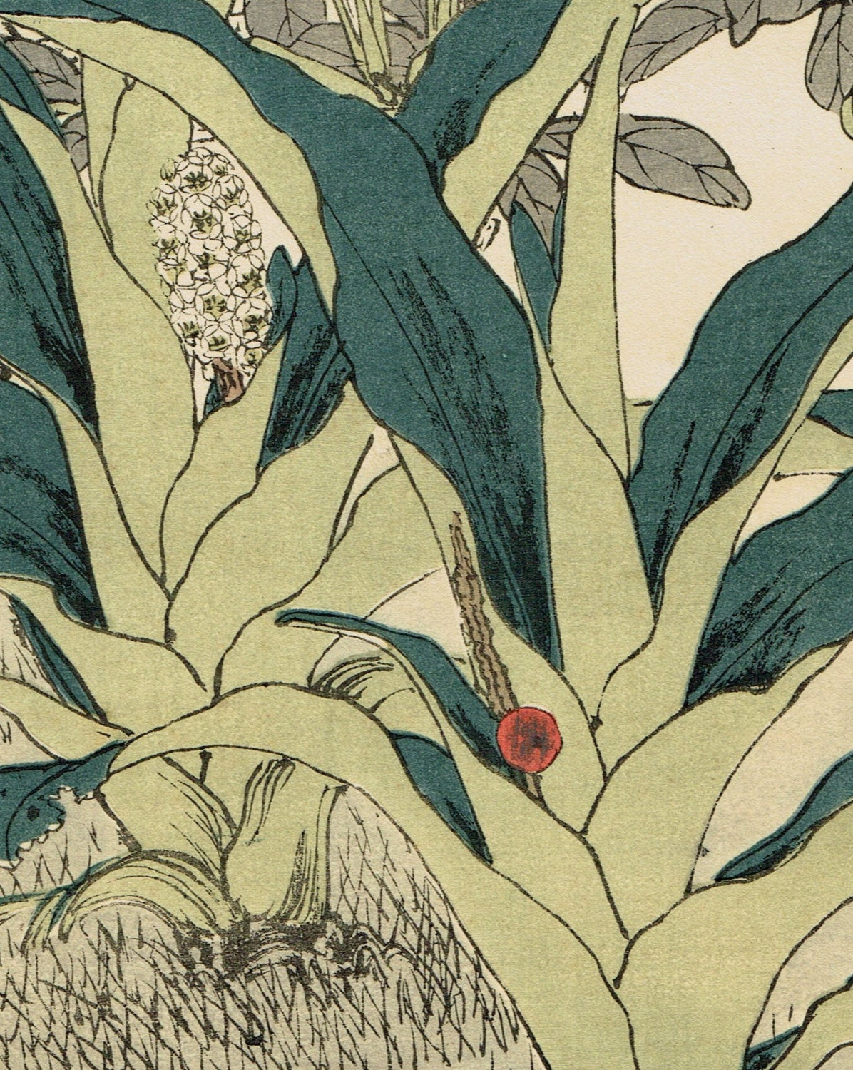 1892, Japanese Antique Original Woodcut Print, Imao Keinen, "Common gardenia, Rohdea, Gray bunting"