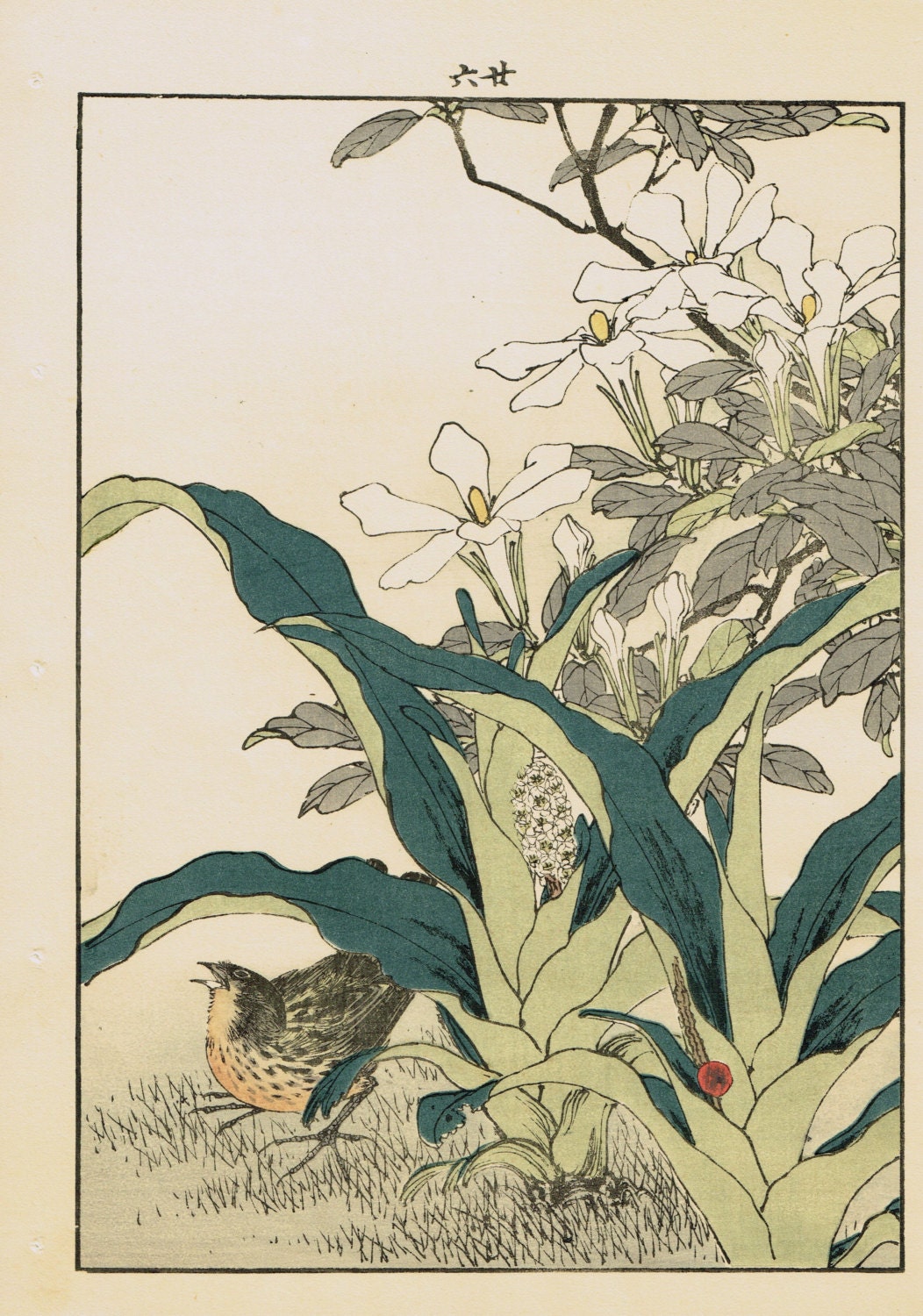 1892, Japanese Antique Original Woodcut Print, Imao Keinen, "Common gardenia, Rohdea, Gray bunting"