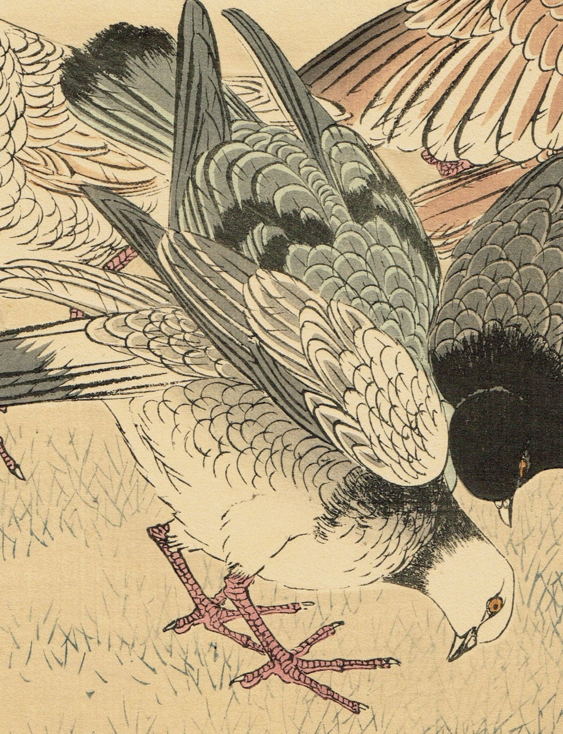 1891,Japanese Antique Original Woodcut Print, Imao Keinen, "Rock Dove"
