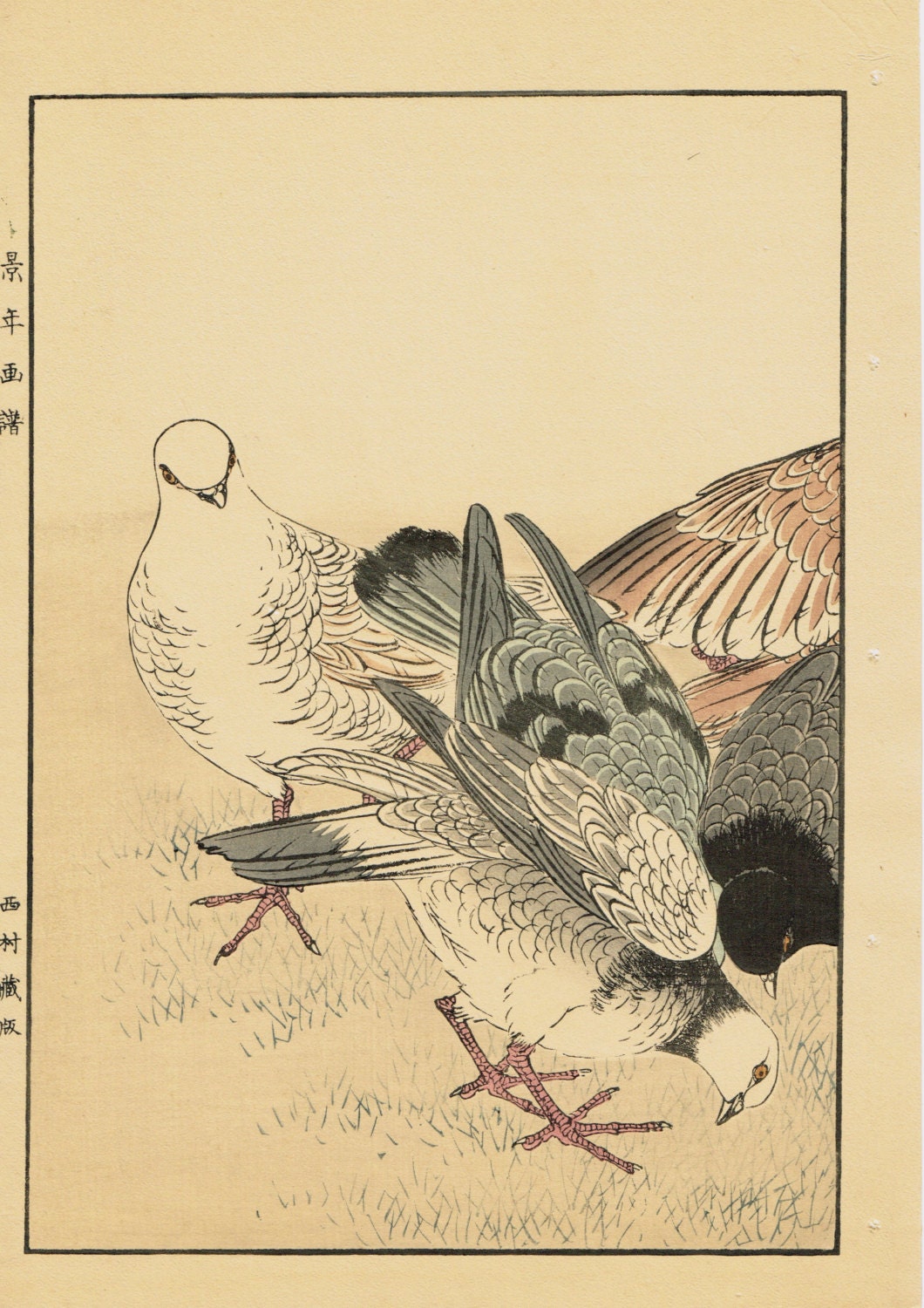 1891,Japanese Antique Original Woodcut Print, Imao Keinen, "Rock Dove"