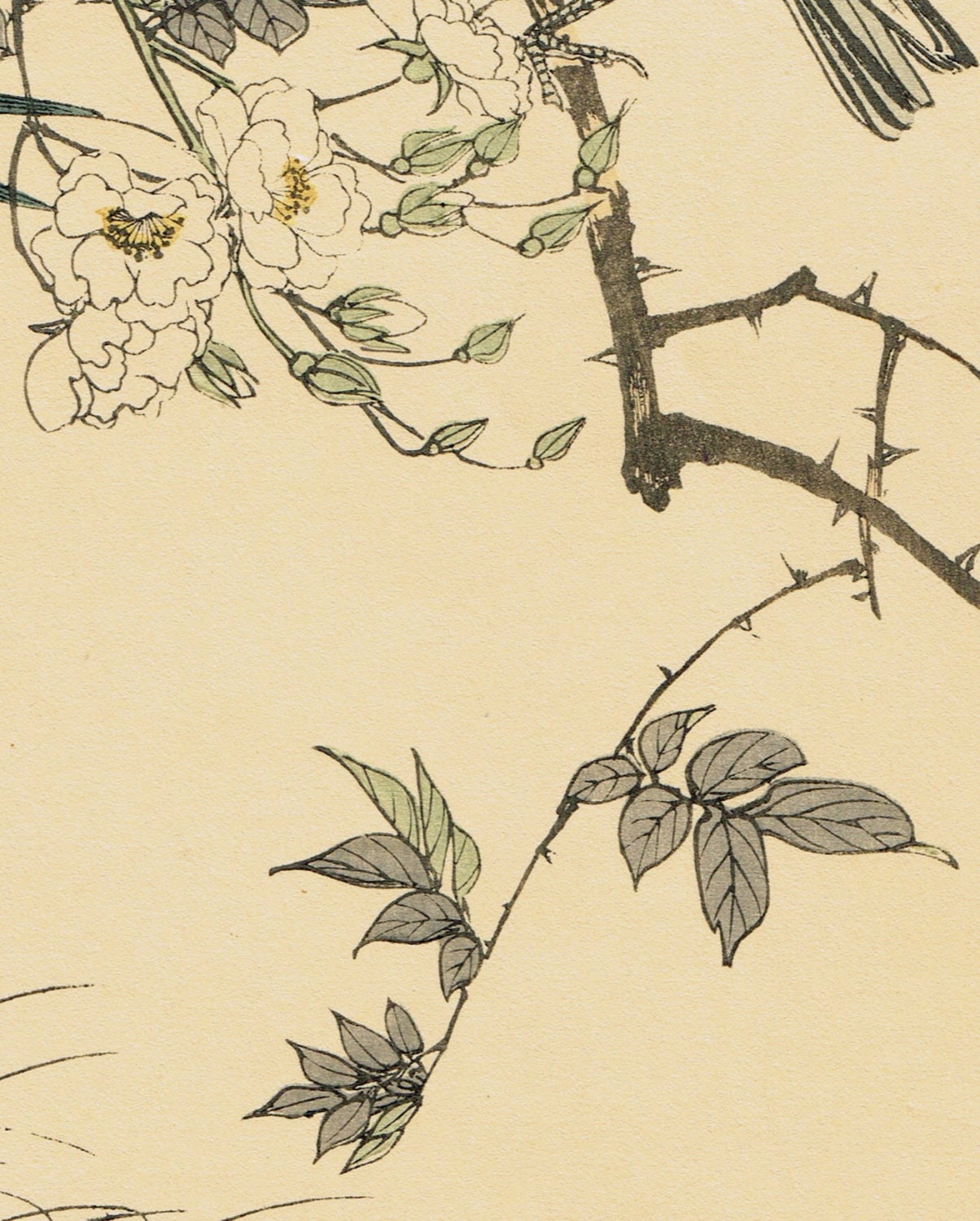 1892, Japanese Antique Original Woodcut Print, Imao Keinen, "Rosa multiflora, Bamboo, Brambling"