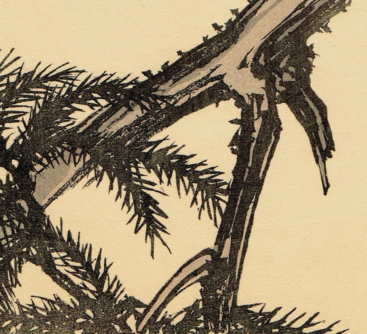 1892, Japanese Antique Original Woodblock Print, Imao Keinen, "Japanese cedar,Turtledove"