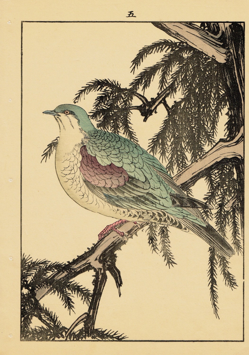 1892, Japanese Antique Original Woodblock Print, Imao Keinen, "Japanese cedar,Turtledove"