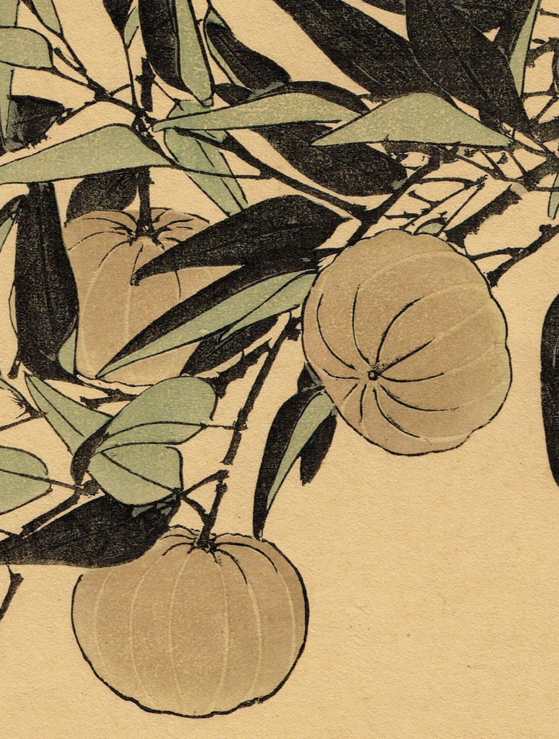 1892, Japanese Antique Original Woodblock Print, Imao Keinen, "Citrus leiocarpa, Zitting Cisticola"