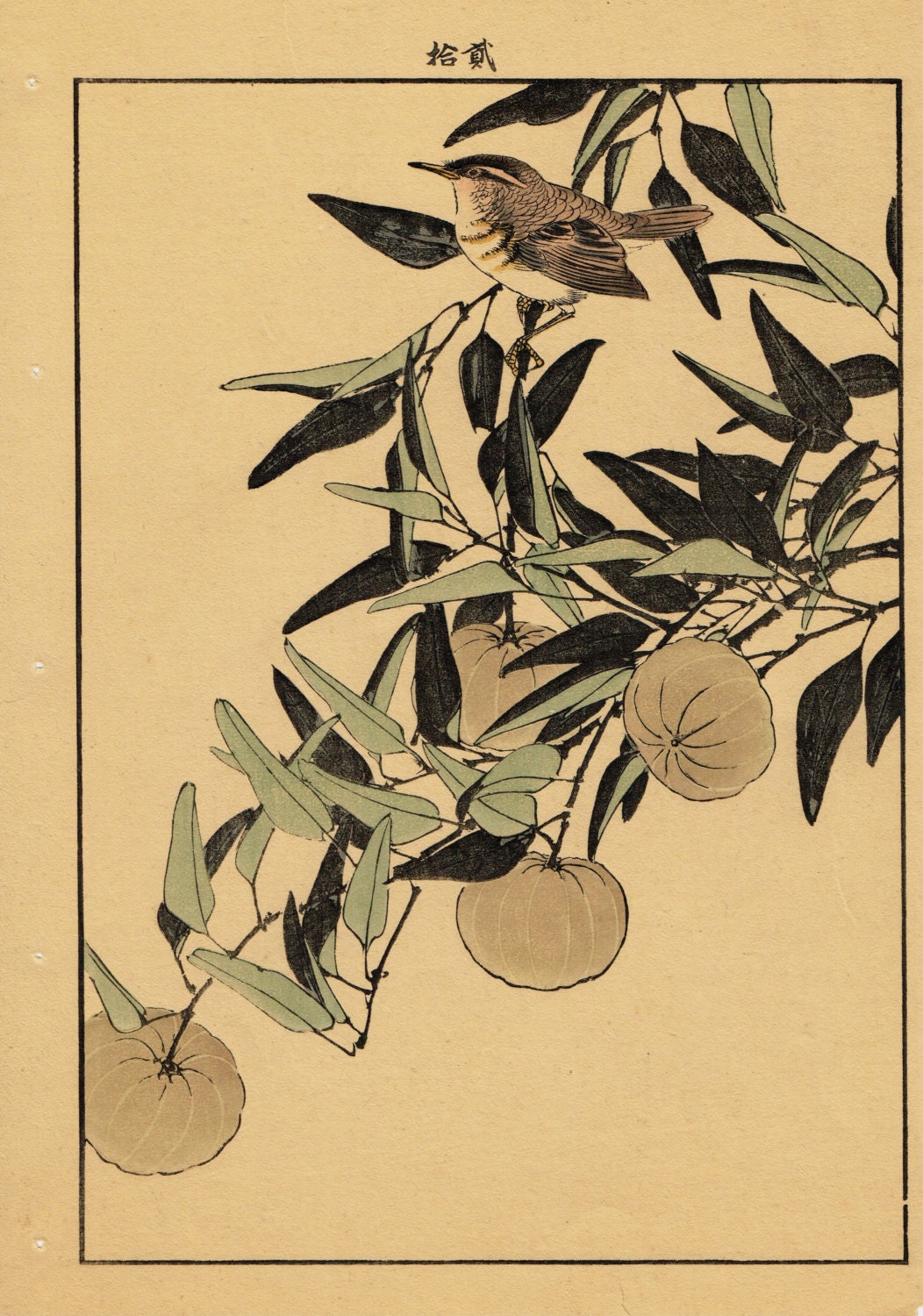 1892, Japanese Antique Original Woodblock Print, Imao Keinen, "Citrus leiocarpa, Zitting Cisticola"