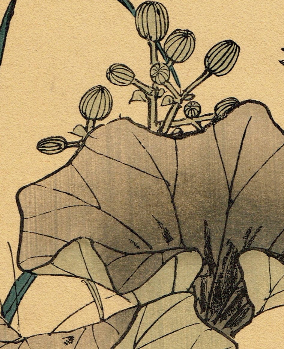 1892, Japanese Antique Original Woodblock Print, Imao Keinen, "Farfugium japonicum, Meadow Bunting"