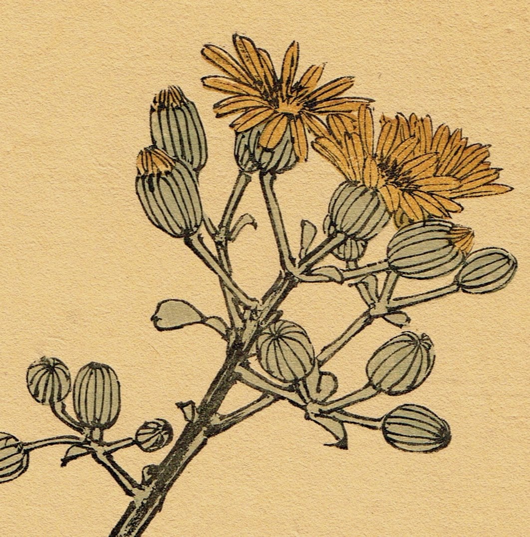 1892, Japanese Antique Original Woodblock Print, Imao Keinen, "Farfugium japonicum, Meadow Bunting"