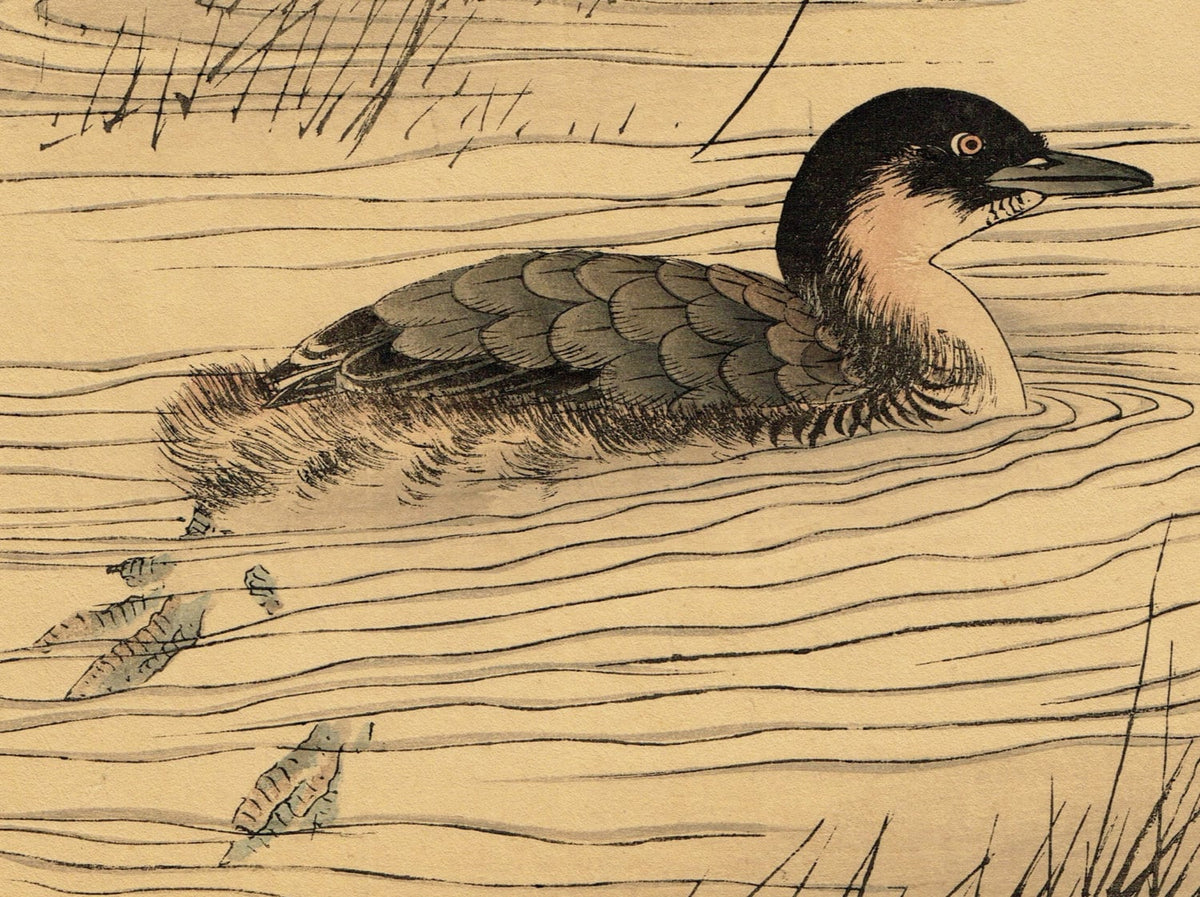 Japanese woodblock print, , Imao Keinen, "Manchurian Wild Rice, Little grebe"