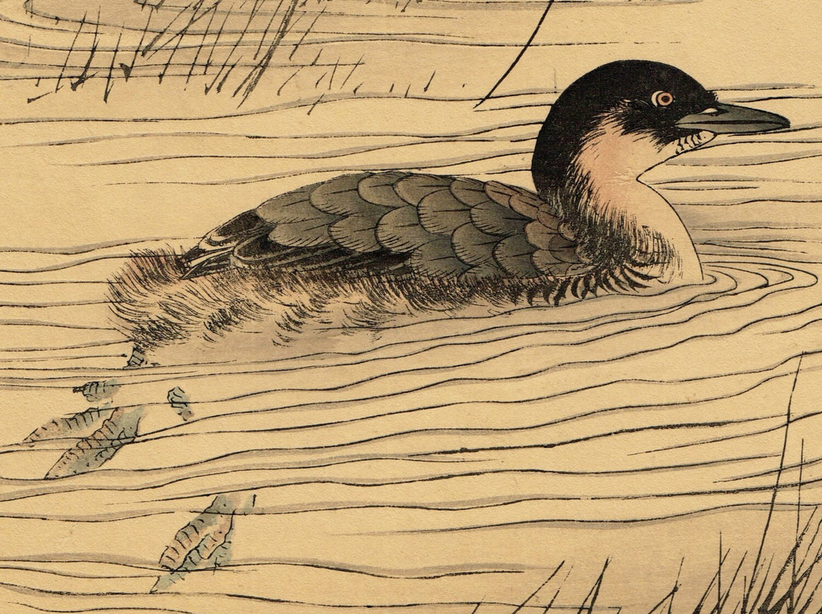 Japanese woodblock print, , Imao Keinen, "Manchurian Wild Rice, Little grebe"