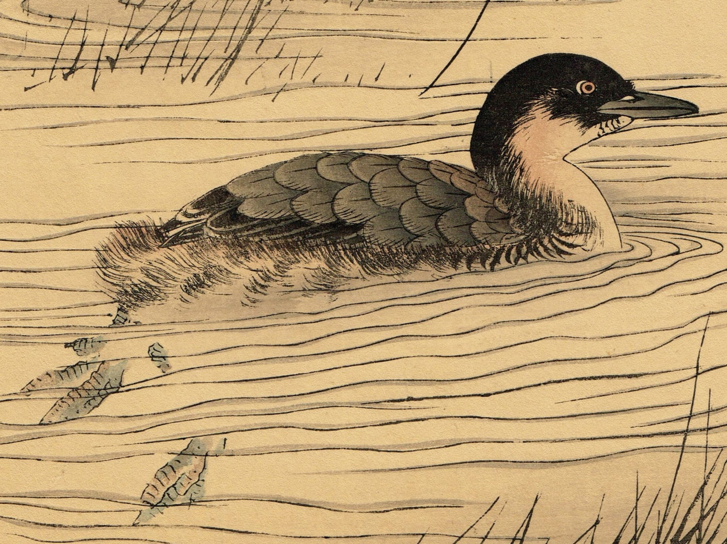 Japanese woodblock print, , Imao Keinen, "Manchurian Wild Rice, Little grebe"