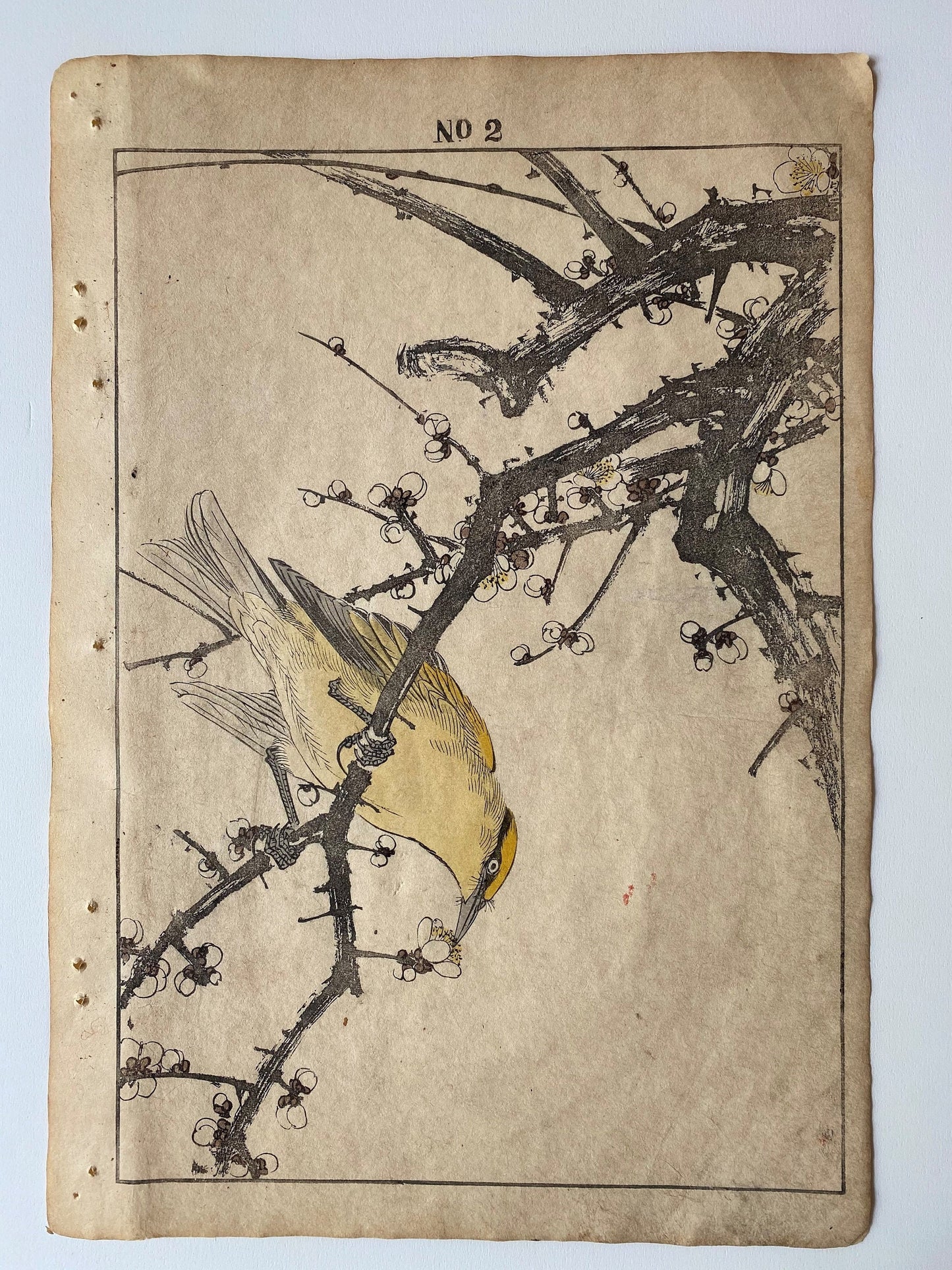 Japanese Antique Original Woodcut Print, 1891, Imao Keinen, " Shiraume (Hakubai), Bush warbler (Kourai Uguisu) "