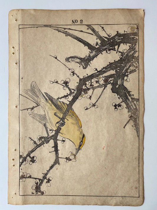 Japanese Antique Original Woodcut Print, 1891, Imao Keinen, " Shiraume (Hakubai), Bush warbler (Kourai Uguisu) "