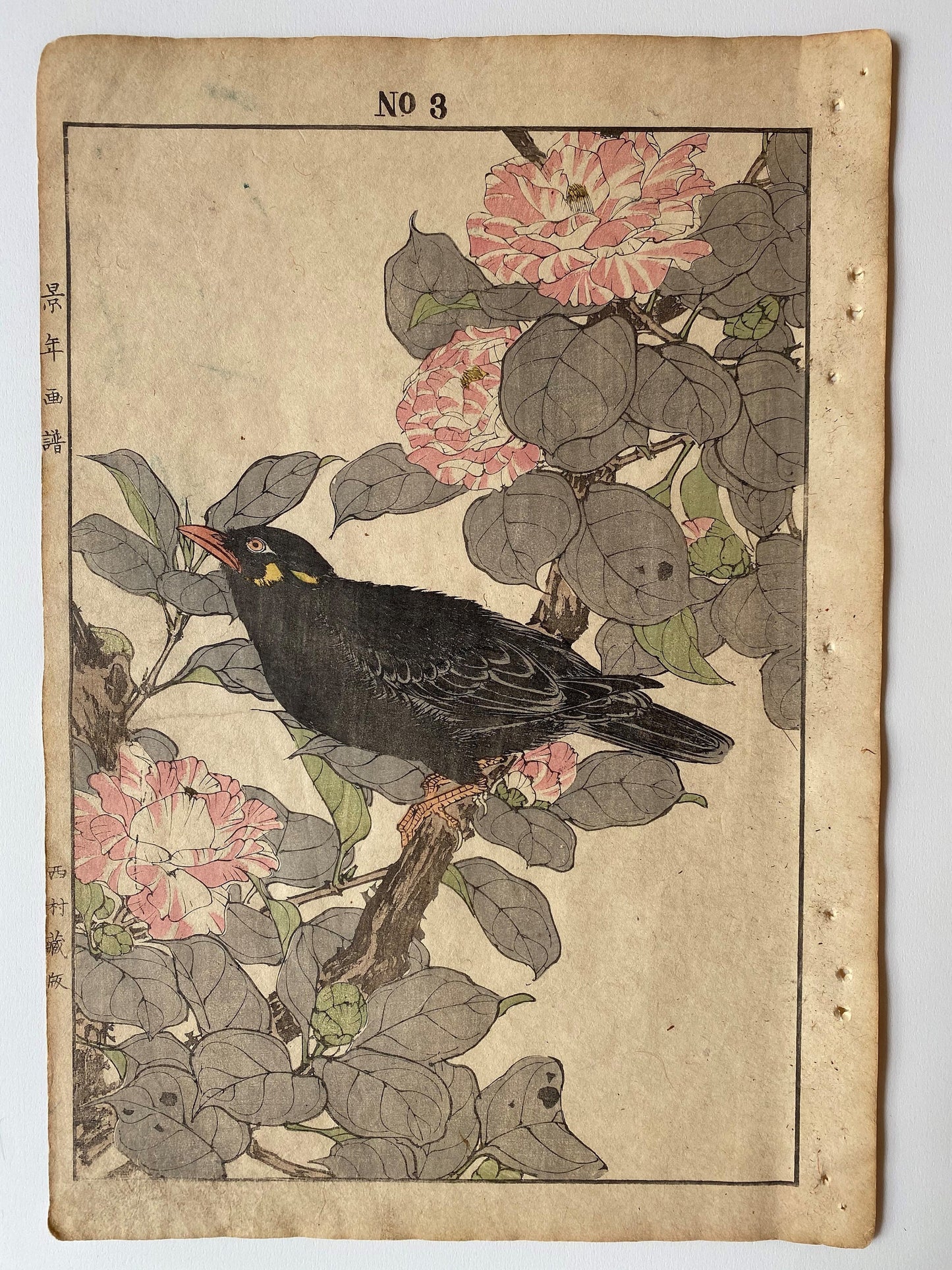 Japanese Antique Original Woodcut Print, 1891, Imao Keinen, " Camellia (Yae Tsubaki), Hill myna (Kyukancho) "