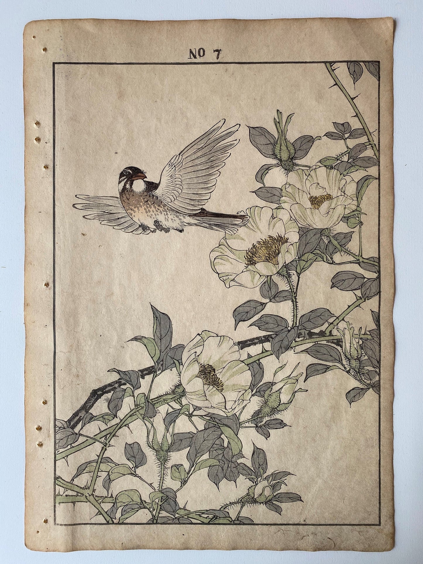 Japanese Antique Original Woodcut Print, 1891, Imao Keinen, " Rosa laevigata (Naniwaibara), Shimakashira "