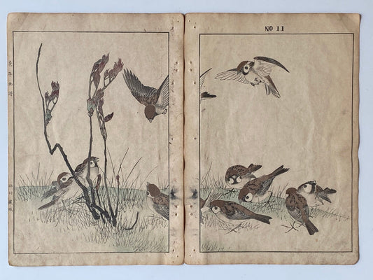Japanese Antique Original Woodcut Print, 1891, Imao Keinen, " Asian melastome (Nobotan), Sparrows (Suzume) "