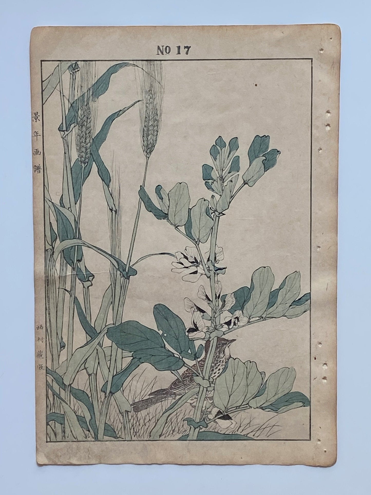 Japanese Antique Original Woodcut Print, 1891, Imao Keinen, " Hordeum vulgare (Ōmugi), Broad bean (Soramame), Lark (Hibari) "