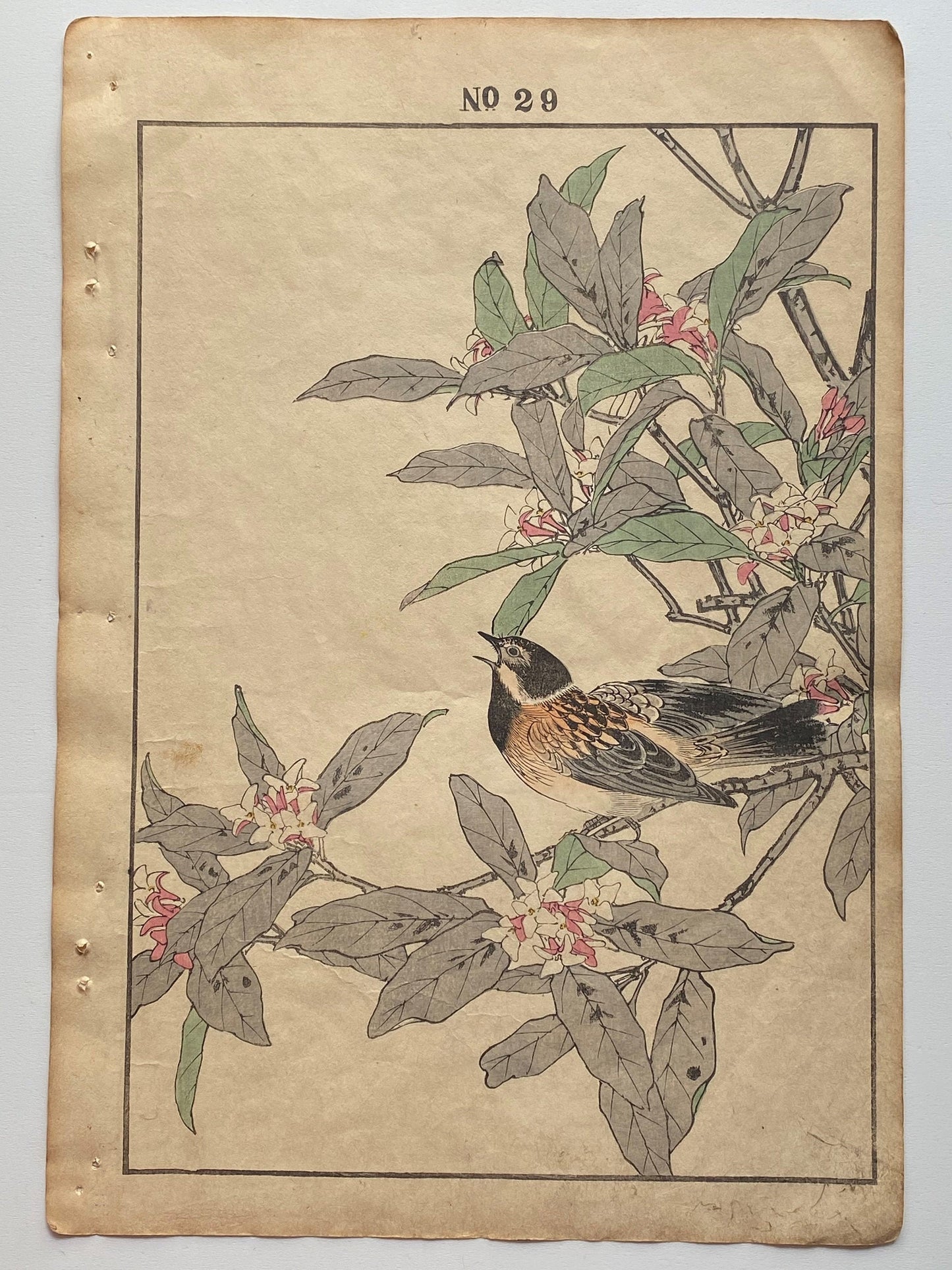 Japanese Antique Original Woodcut Print, 1891, Imao Keinen, " Daphne (Jinchoge), Pallas's Reed Bunting (Jyurin) "