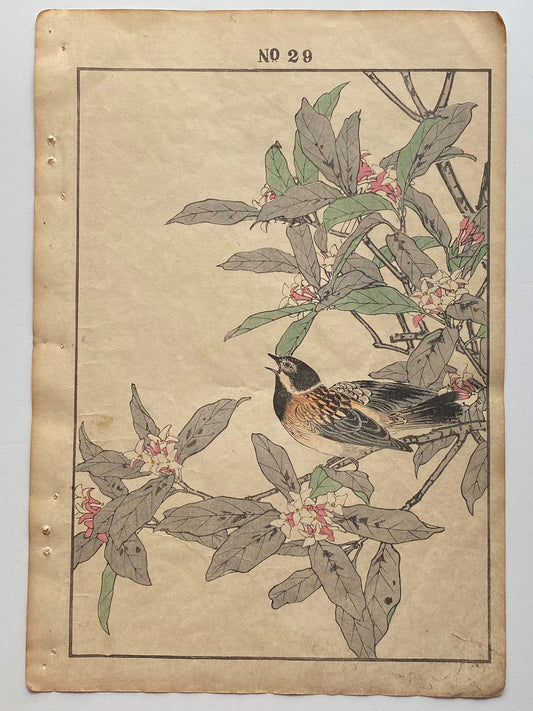 Japanese Antique Original Woodcut Print, 1891, Imao Keinen, " Daphne (Jinchoge), Pallas's Reed Bunting (Jyurin) "