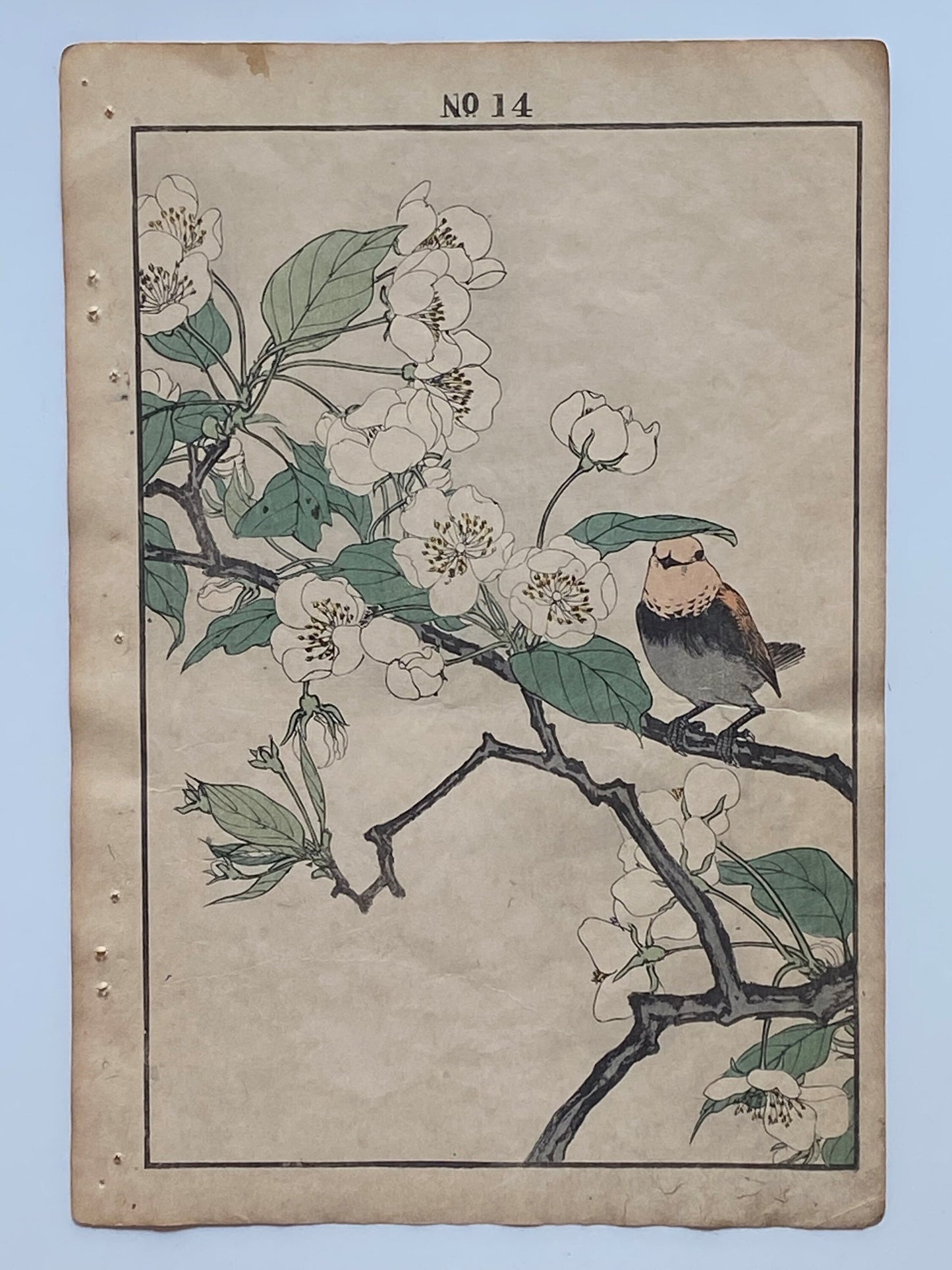 Japanese Antique Original Woodcut Print, 1891, Imao Keinen, " Pear flower (Nashinohana), Shimakoma "
