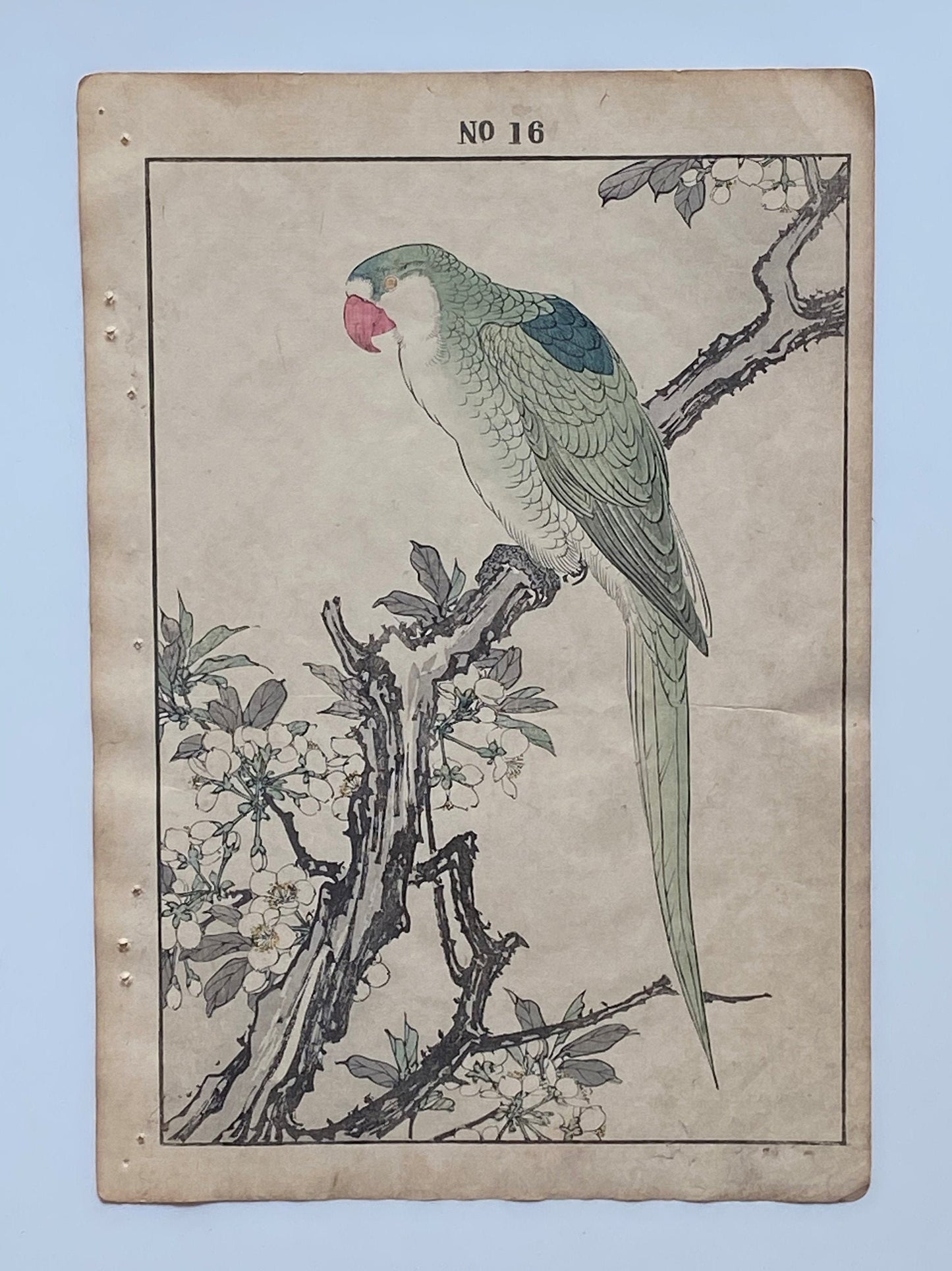 Japanese Antique Original Woodcut Print, 1891, Imao Keinen, " Japanese plum (Sumomo-no-Hana), Red-breasted Parakeet (Darumainko) "