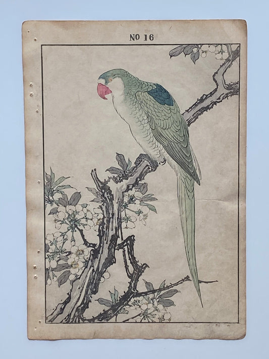 Japanese Antique Original Woodcut Print, 1891, Imao Keinen, " Japanese plum (Sumomo-no-Hana), Red-breasted Parakeet (Darumainko) "