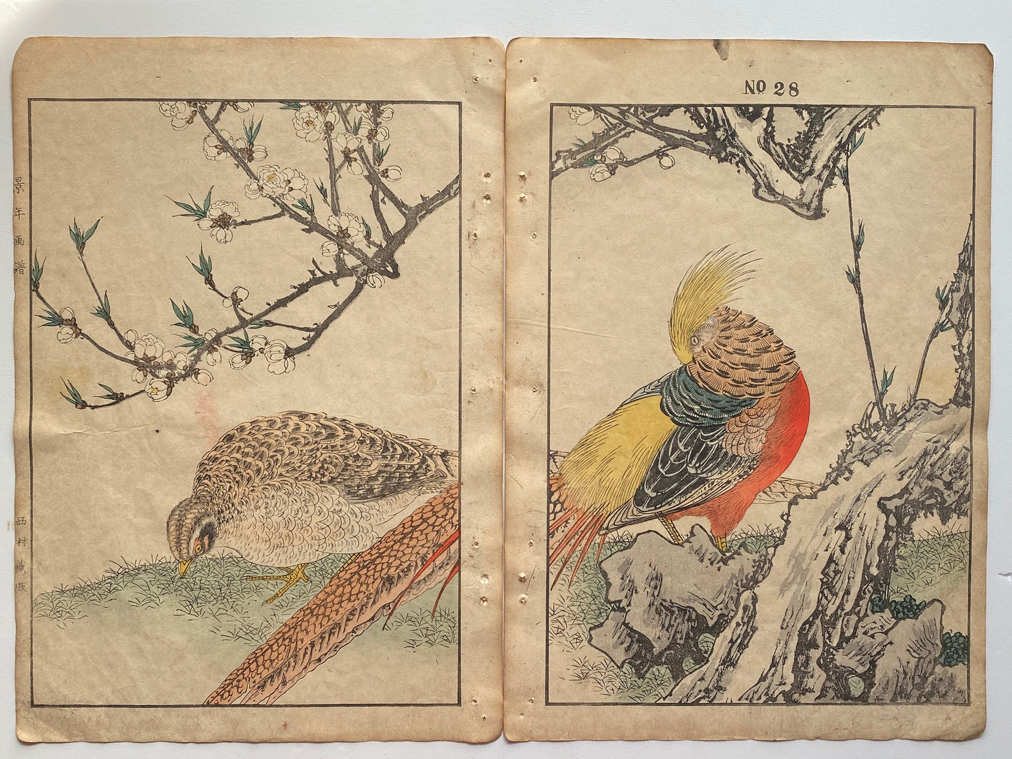 Japanese Antique Original Woodcut Print, 1891, Imao Keinen, " Yaemomo, Golden Pheasant (Kinkei) "
