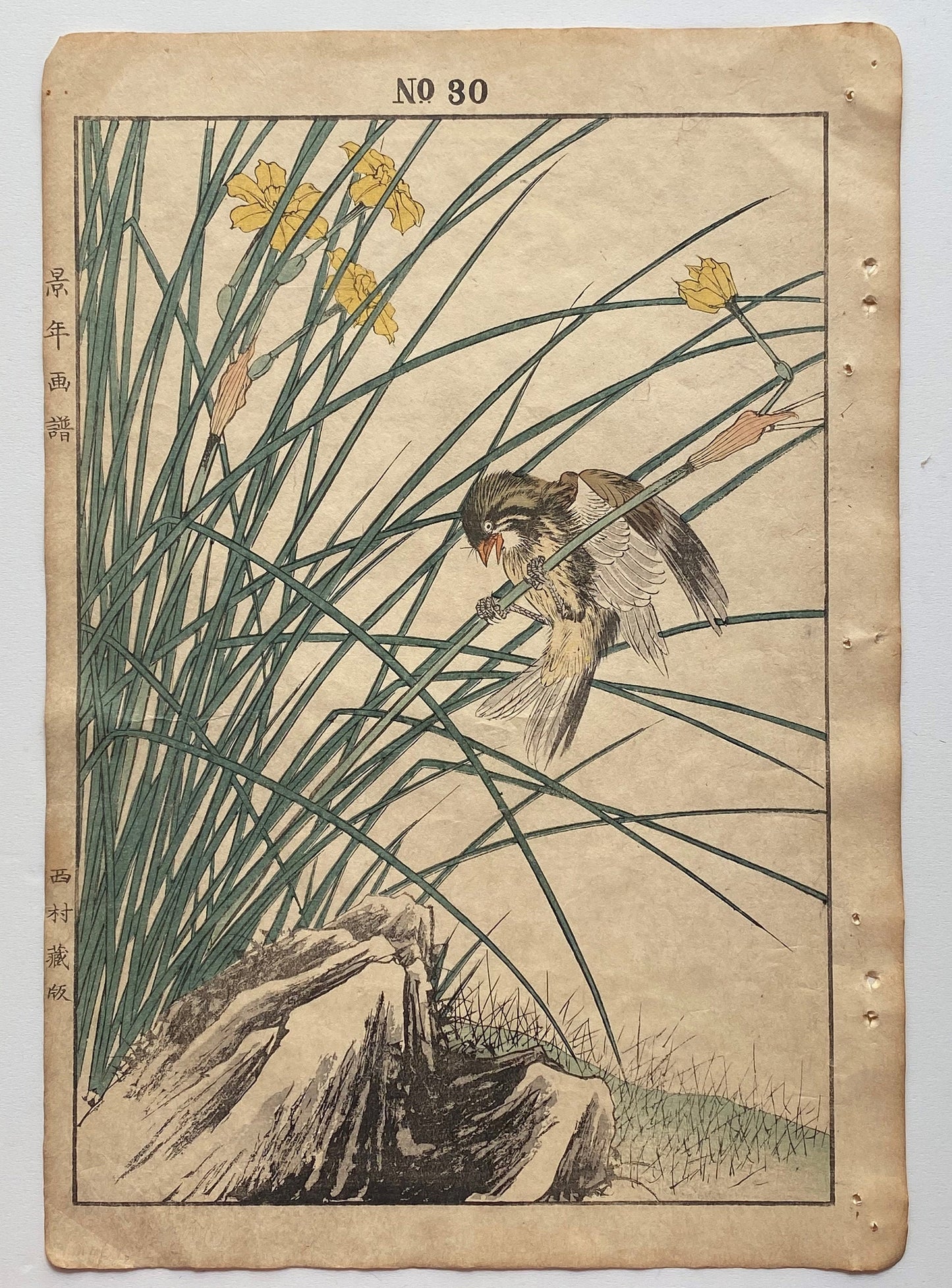 Japanese Antique Original Woodcut Print, 1891, Imao Keinen, " Jonquil daffodil (Kizuisen), Chestnut Bunting (Shimanojiko) "