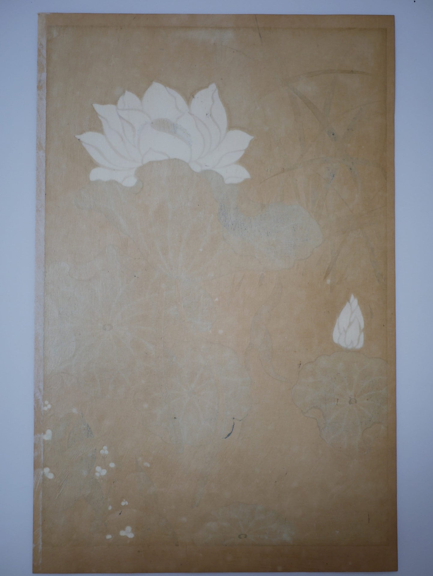1931, Japanese antique woodblock print, Tawaraya Sotatsu, "Album of Hundred Flowers by Artists of Rinpa School, echinoderms cordifolius”