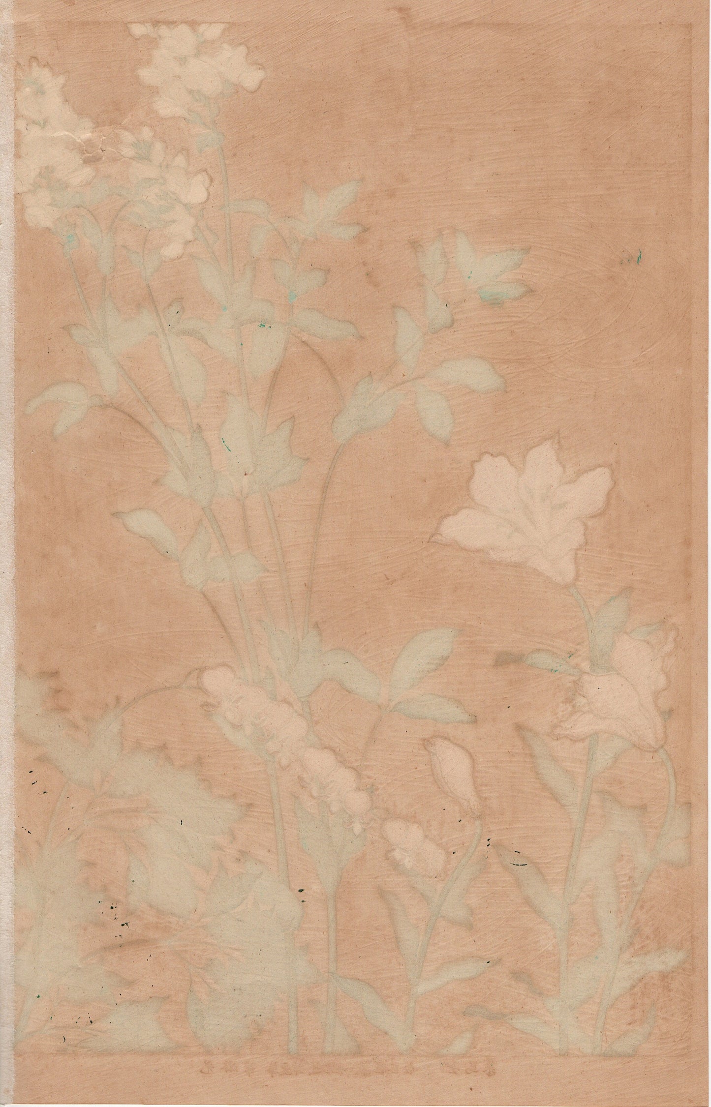 1930, Ogata Korin, "Album of Hundred Flowers by Artists of Rinpa School, Bleeding Heart, Siberian lupin, Morning star lily”