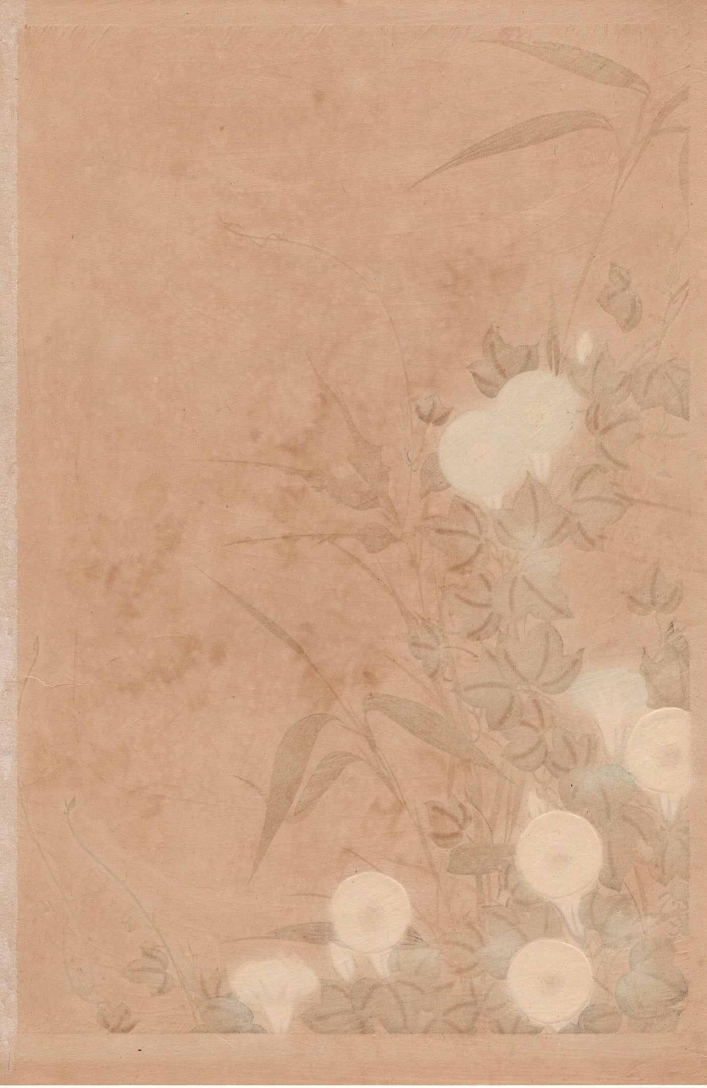 1930, Ogata Korin, "Album of Hundred Flowers by Artists of Rinpa School, Young bamboo, Morning glory”