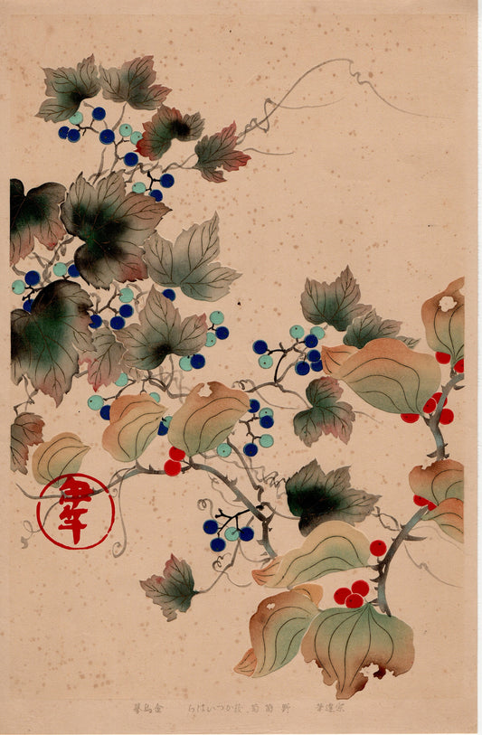 Japanese design, antique, woodcut print, 1930, Tawaraya Sotatsu, "Album of Hundred Flowers by Artists of Rinpa School, Ampelopsis”