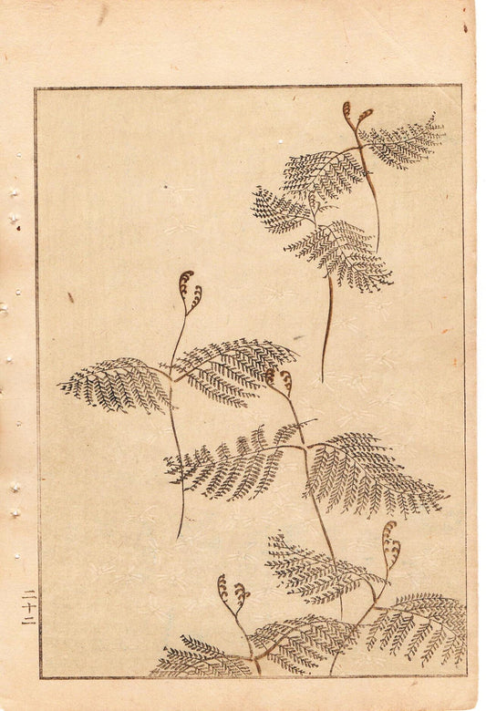 Japanese Antique Original Woodcut Print, Japanese design, Around 1900, Bijutsukai 1, Antique Japanese print, Kimono Design.