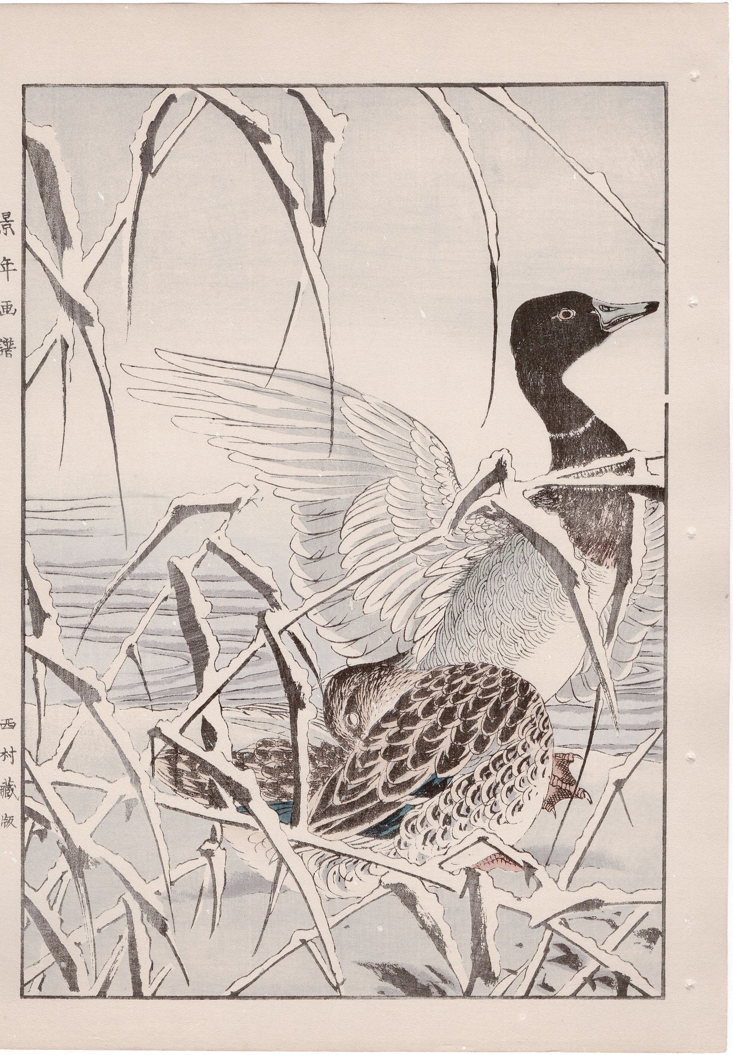 Japanese Antique Original Woodcut Print, 1892, Imao Keinen, "Reed, Duck"