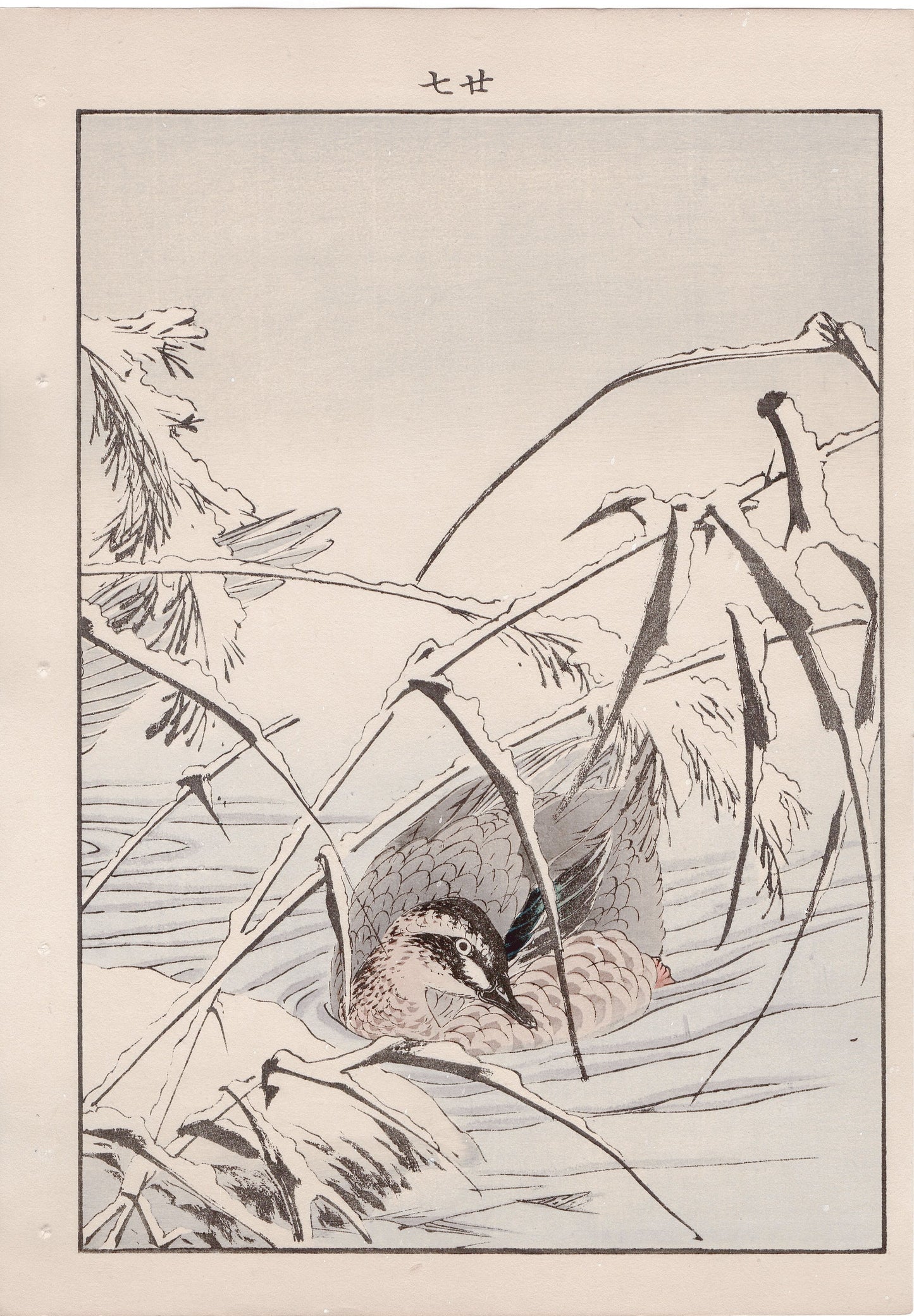 Japanese Antique Original Woodcut Print, 1892, Imao Keinen, "Reed, Duck"