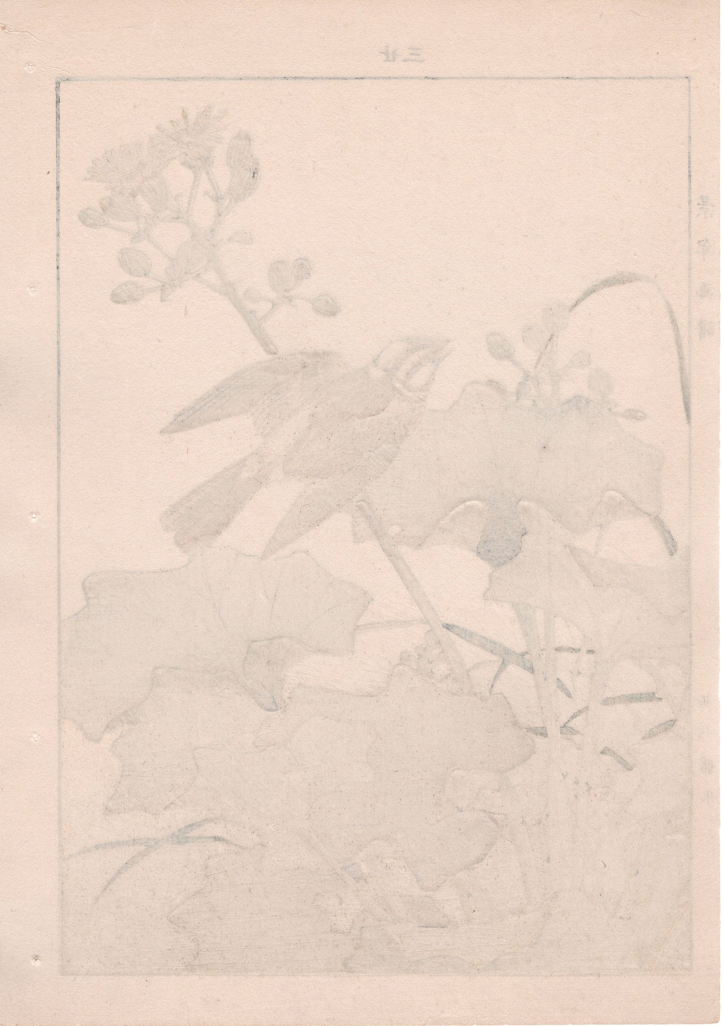 Japanese Antique Original Woodcut Print, 1892, Imao Keinen, "Farfugium japonicum, Meadow bunting"