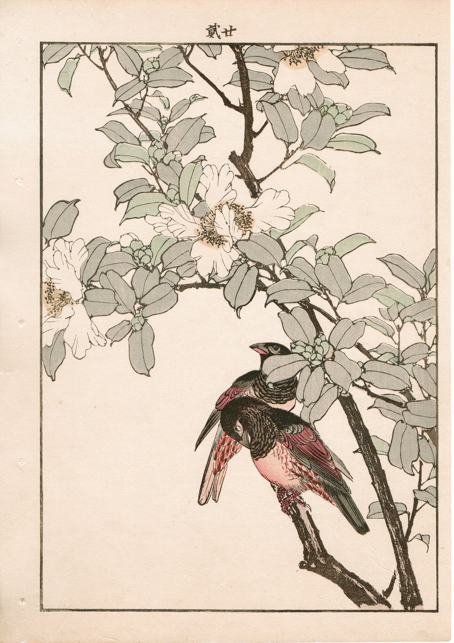 Japanese Antique Original Woodcut Print, 1892, Imao Keinen, "Sasanqua, Bunkicho"