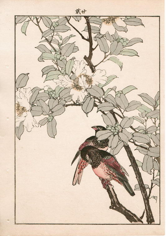 Japanese Antique Original Woodcut Print, 1892, Imao Keinen, "Sasanqua, Bunkicho"
